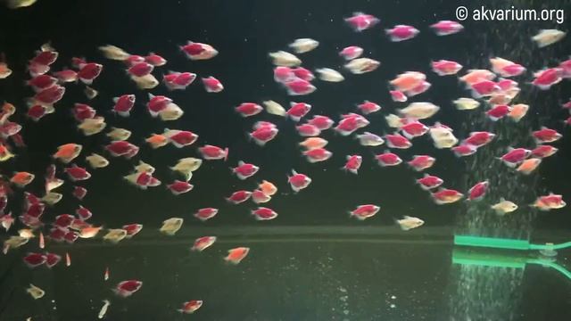 Тернеция ГЛО смотреть онлайн