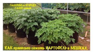 КАРТОШКА в МЕШКАХ. КАК правильно САЖАТЬ и ВЫРАЩИВАТЬ в КАШПО М5545. ГАЛОПОМ по ОГОРОДУ 2018.ГАЛОП 5