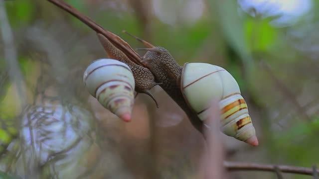 Это Самая Ядовитая Улитка. Самые Необычные Улитки в Мире. Топ 10 смотреть онлайн