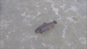 Рыбалка на Верхнем. Ловим форель на икру. Клёвое место Лосиный остров.