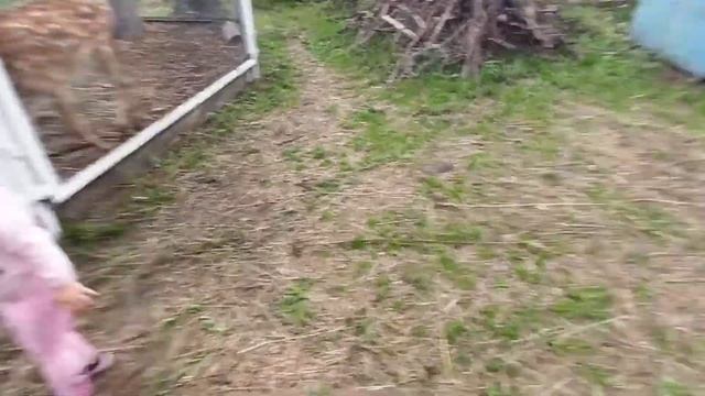 Отвели впервые Марию в садик/Накормили оленей сочной зеленью