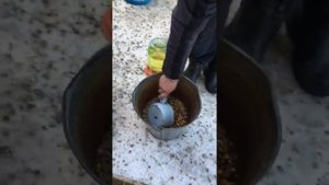 Пакистанские высоколётные голуби