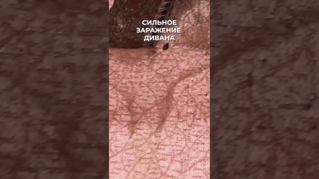 сильное заражение дивана клопами