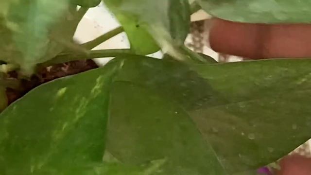 264. ORGANIC TIPS TO GROW MASSIVE POTHOS #pothos #moneyplant #epipremnumaureum смотреть онлайн