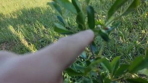 №2 Приживутся ли саженцы вишни. День 4-й после их выкапывания. 12.05.2023