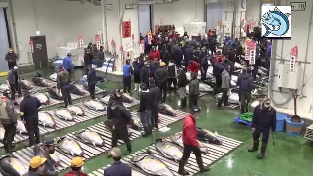 Золотая рыба На японском аукционе продали тунца за 271000 долларов смотреть онлайн