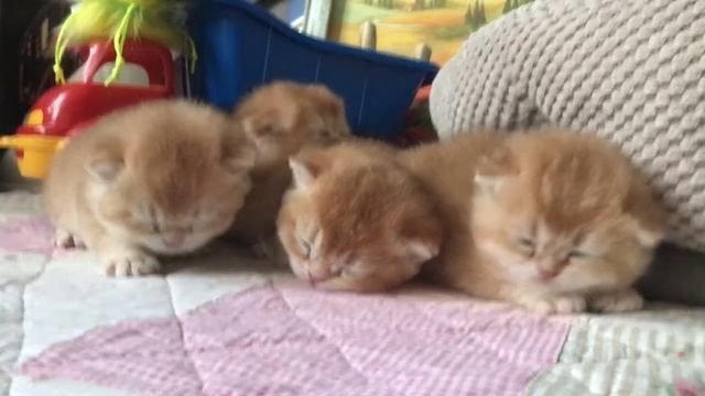 🤩🙀🧡МИЛОТА ЗАШКАЛИВАЕТ🧡 😺🧡КОТЯТА ЗОЛОТОЙ ШИНШИЛЛЫ😳