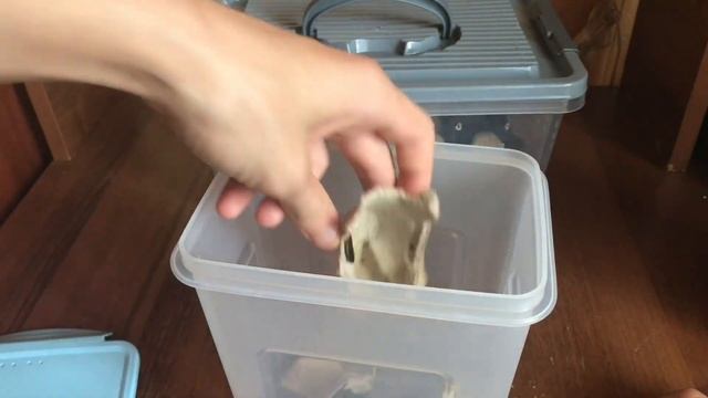 Содержание МАДАГАСКАРСКИХ тараканов!В домашних УСЛОВИЯХ!!