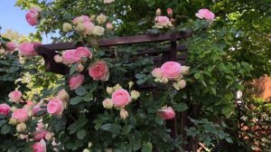 ПОДРОБНЫЙ ОБЗОР ЮЖНОГО САДА. Часть 1.