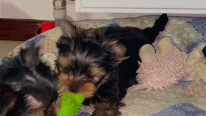 Щенок йорка