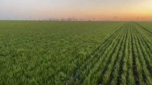 Вносим кас по пшенице 🌾