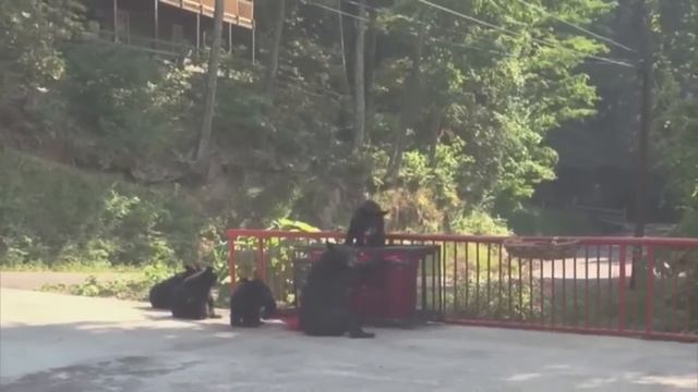 Медведица бросается на человека с камерой смотреть онлайн