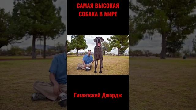 САМАЯ ВЫСОКАЯ СОБАКА В МИРЕ#собаки#собакадругчеловека#лучшиедрузья#