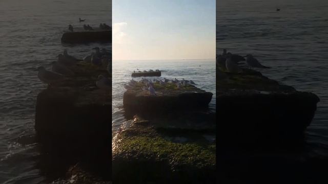 Шум моря