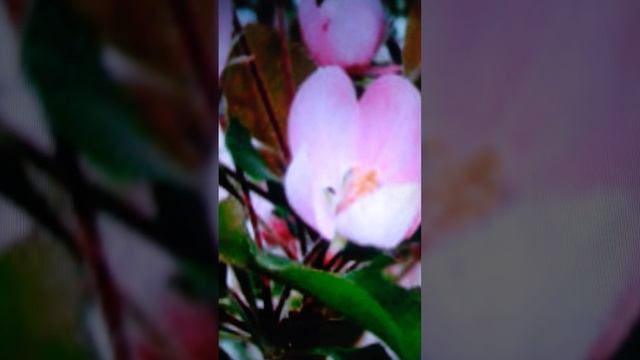 ! Очень красивый Весенний Романс!🎸🌠( автор исполн) смотреть онлайн