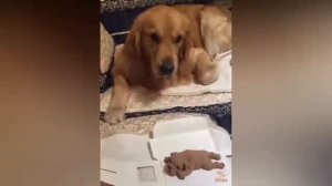 Пранк над собаками