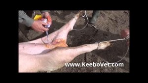Large Male Pig Castration Performed By Vet
