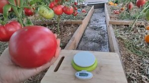 Сорт томата - Кристина Ватчева (Kristina Vatsheva)