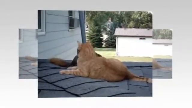 Кошки - белки смотреть онлайн