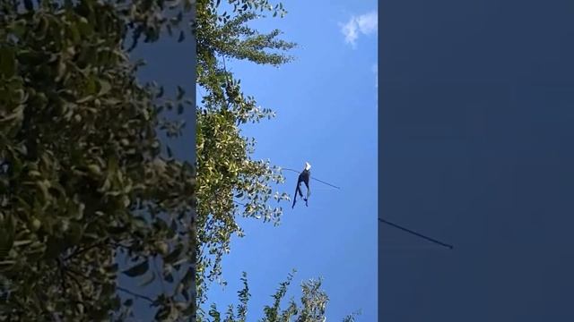 Отпугиватель скворцов
