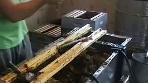 отбор и откачка меда пасека Хомич