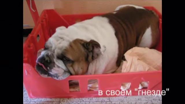Зарай, Царь земли Хуш