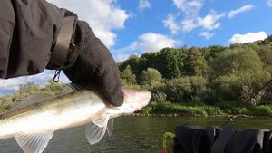 Спиннинг на Оке в сентябре после первых холодов. Щука на джиг и воблеры.