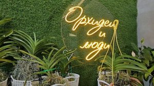 9В. Лето и Орхидеи Ванды.Summer and Vanda's Orchids.