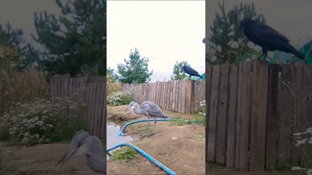 Прежде чем атаковать ворона, убедитесь, что твердо стоите на ногах!
