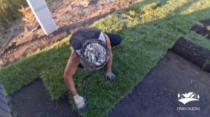 Газон рулонный в с.Луговое  (август 2022)