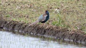 【一分動画】　🐤鳥シリーズ　キジ　Green Pheasant 　（キジ科）