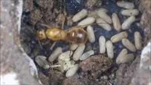 Honeypot ant first workers