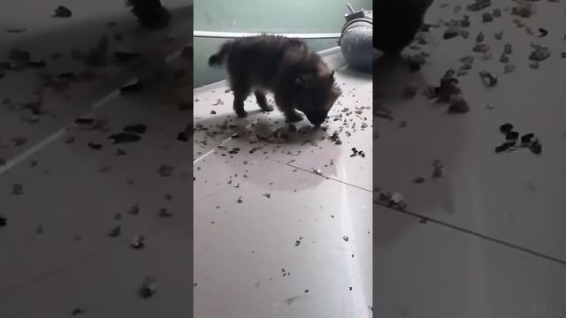 Немецкий Шпиц у Жако смотреть онлайн