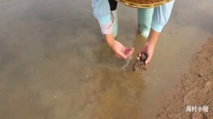 【ENG】妹子趕海有驚喜，大血蛤，蘭花蟹手到擒來，直呼太過癮#海村小媛