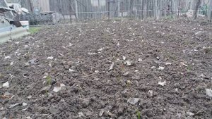 чеснок растет