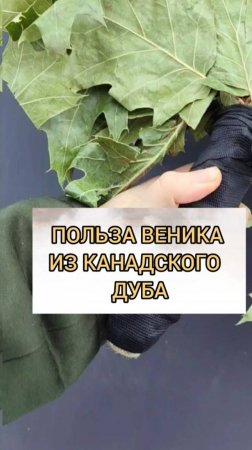 ПОЛЬЗА ВЕНИКА ИЗ КАНАДСКОГО ДУБА🍃#веникидлябани #длябани #здоровье #вбаню #баня #канадскийдуб