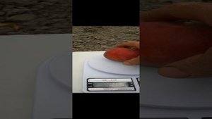 Экстрим Свит. Один из самых лучших сортов персика для рынка с очень высокими вкусовыми качествами.