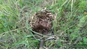 #Прогулка с МД 4080