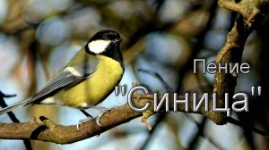 🦜🦩Пение "Cиницa" в высоком качестве... 🦚🦃🐦🪿🦆 Мир Природы ... 💞💞💞... "Natural World"