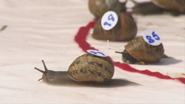 Топ Самых Спортивных, Интересных и Необычных Соревнований Среди Представителей Животного Мира смотреть онлайн