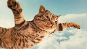 Очень Смешные котики 2024 #71