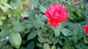 Императрица Фарах, Синдерелла, Керио, и малышки