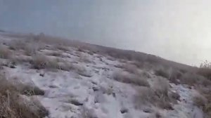 Коллективная охота с гончими