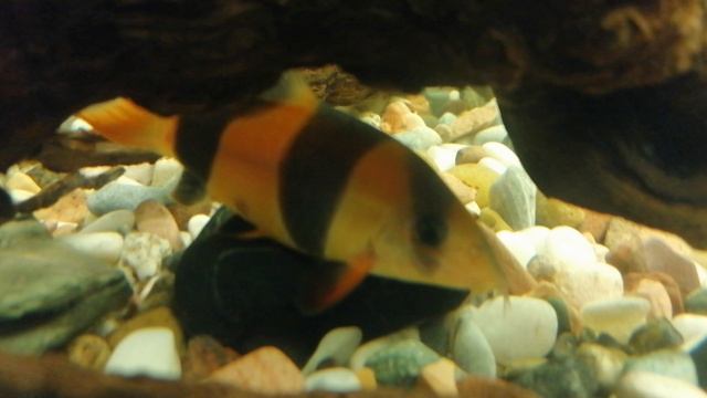 Скалярия. 🐠