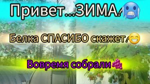 10.10.2023 ОСЕНЬ СТРАННО СЕБЯ ВЕДЁТ!🍃ХВАТАЙ КОНЬКИ ПОЙДЁМ КАТАТЬСЯ!😆РЖАВЫЙ ХМЕЛЬ!🍂ЧЕСНОК ГИГАНТ!😯