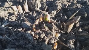 Пион  распускает свои почки ОСЕНЬЮ????