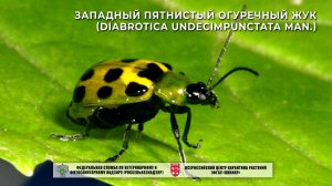 Западный пятнистый огуречный жук (Diabrotica undecimpunctata Man.)