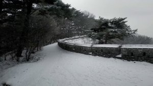 Оглушающая тишина Аокигахары