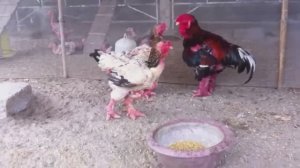 Эти Породы Кур Самые Необычные в Мире