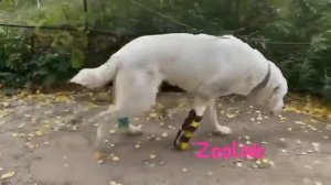 Ортез передней лапы для собаки без чувствительности в лапе ниже лучезапястного сустава